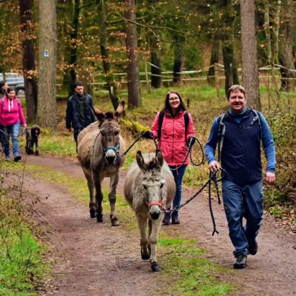Ein Teamausflug oder Teamevent mit einer Eselwanderung