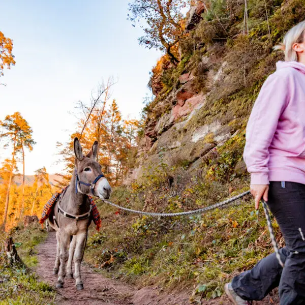 Esel vor dem Büttelfels im Dahner Felsenland