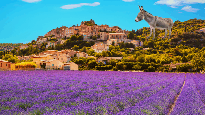 Ein Esel in der Provence
