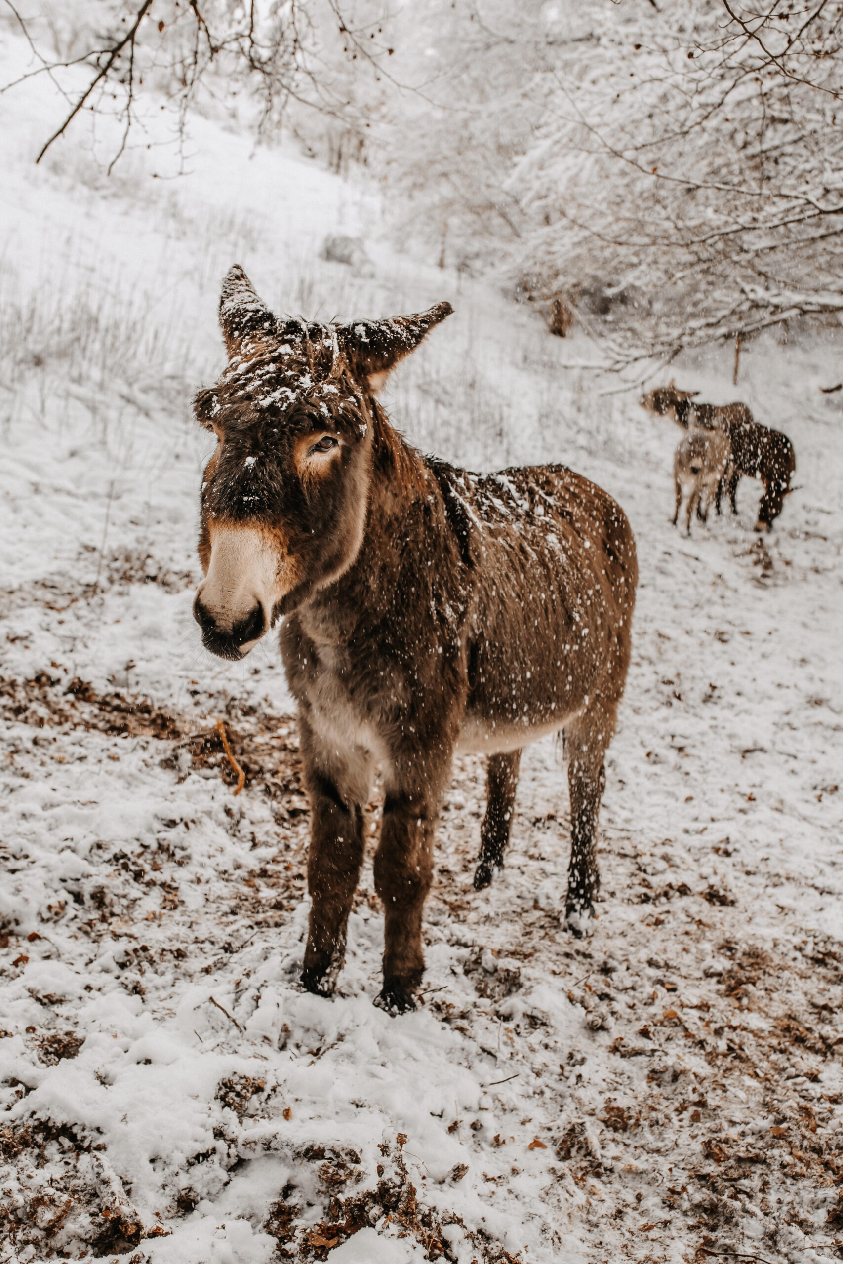 Isabell-Kauther-Fotografie