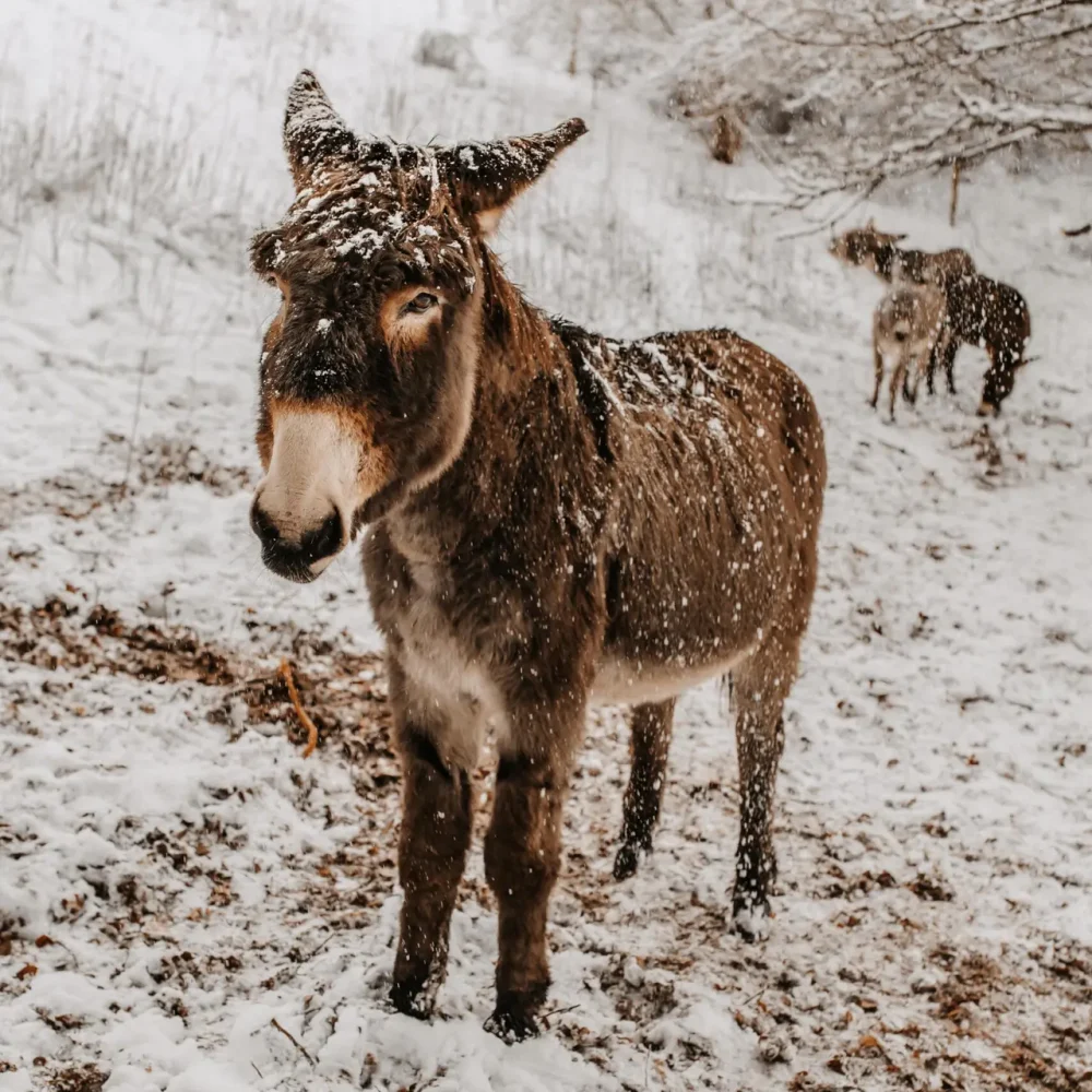 Isabell-Kauther-Fotografie-20 Esel im Schnee